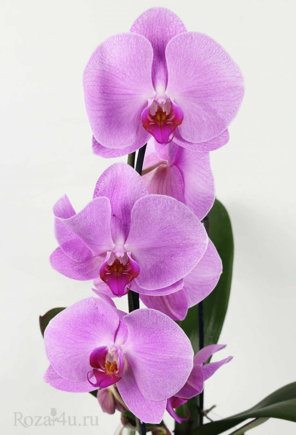 Где можно купить орхидею в горшке в москве поздравление с днем рождения тедди