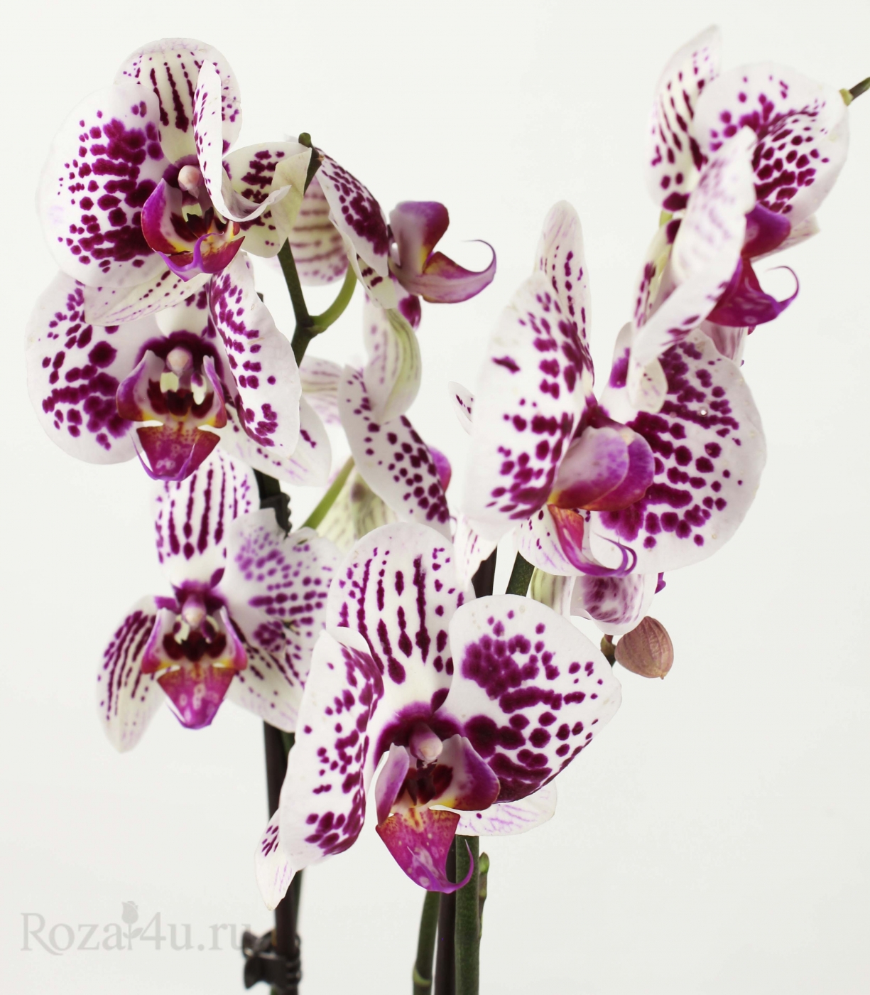 Орхидея Фаленопсис двуствольная белая с бордовыми точками