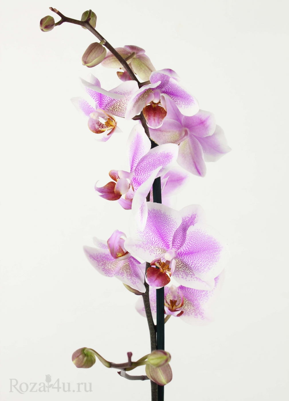 Орхидея Фаленопсис одноствольная белая с сиреневым