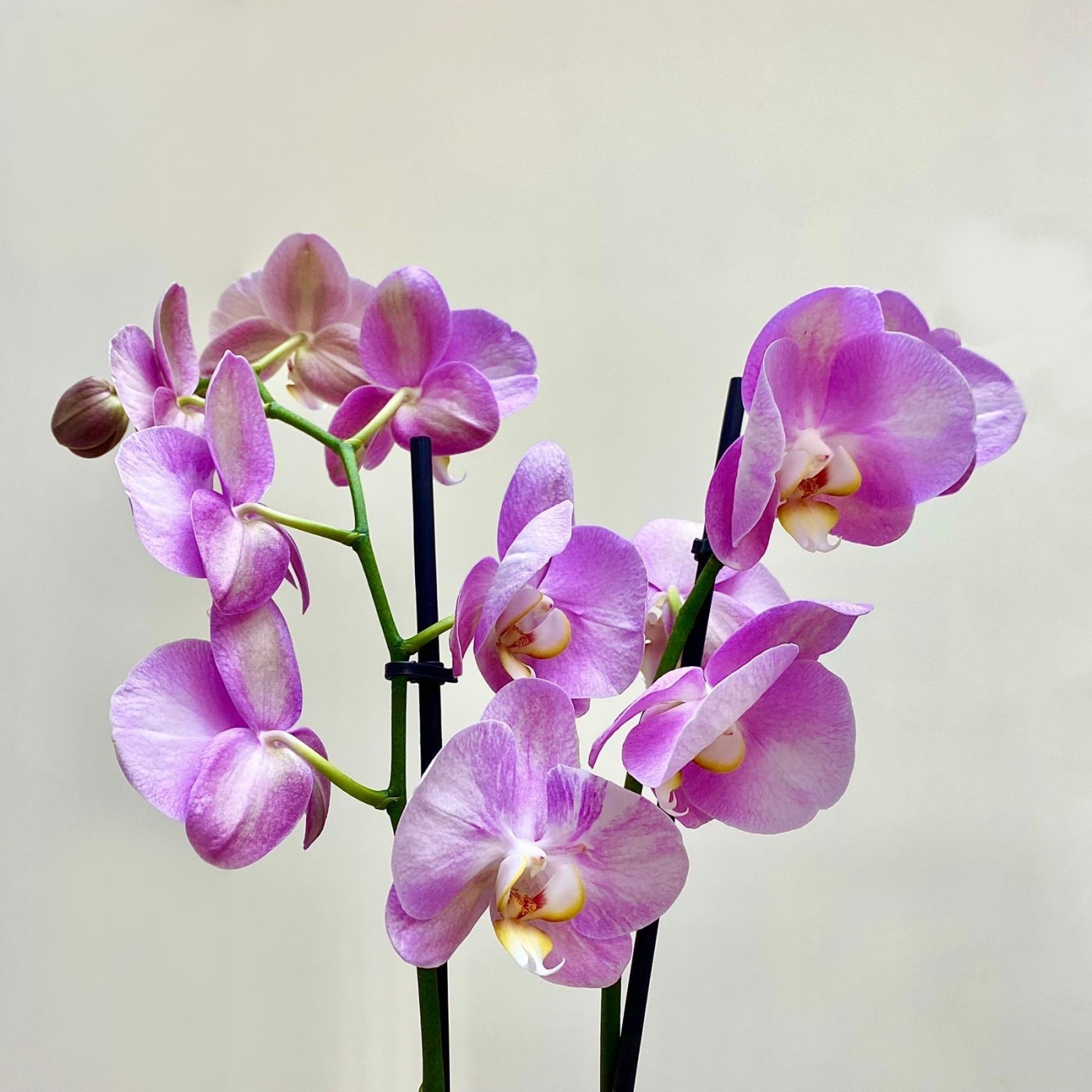 Орхидея Фаленопсис двуствольная сиреневая