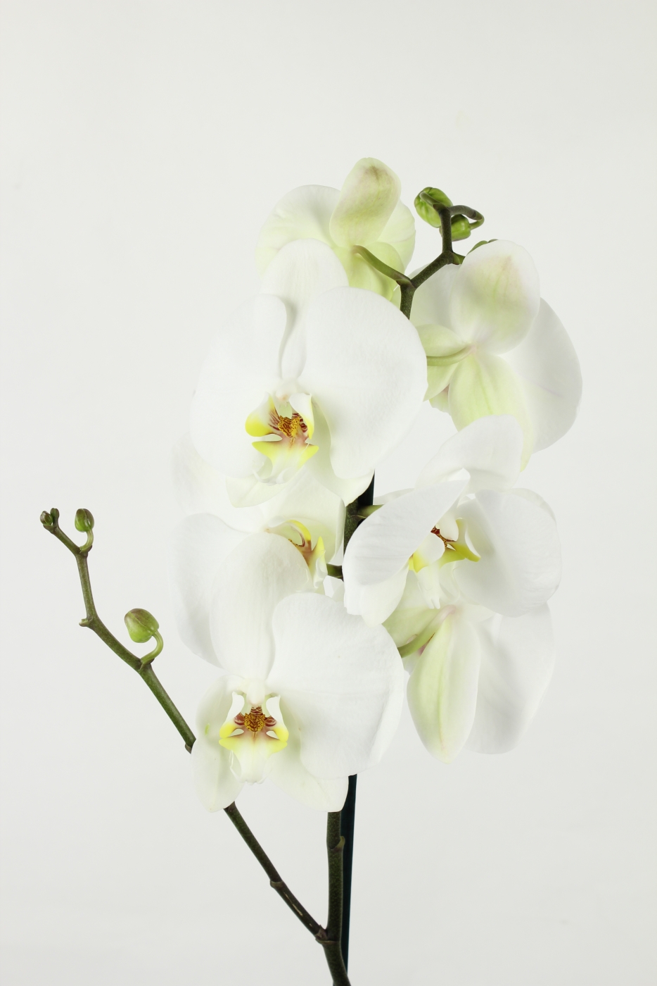 Орхидея Фаленопсис Адель (Adelaide) "Luxe"-1