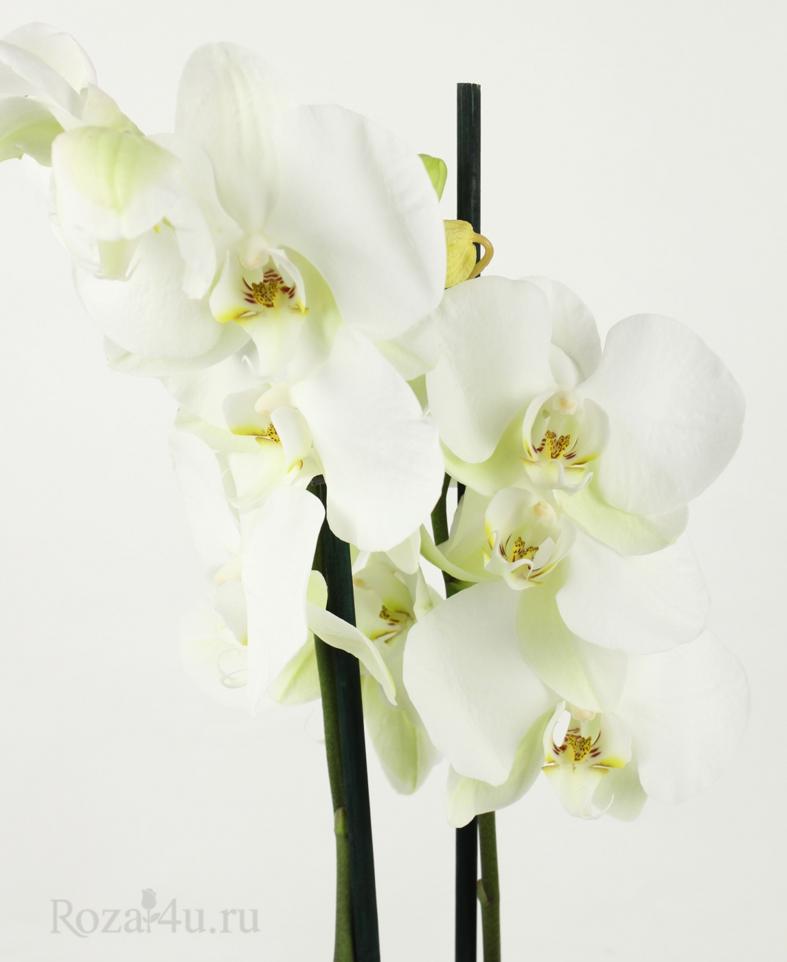 Орхидея Фаленопсис двуствольная бело-зеленая