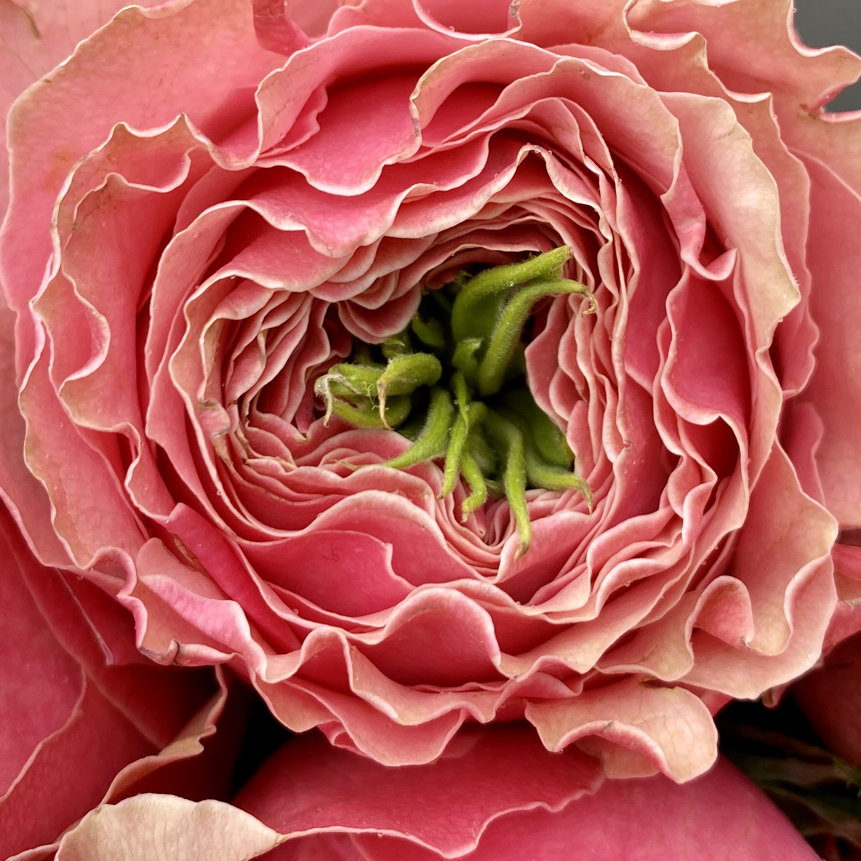 Букет пионовидных роз Белиз
