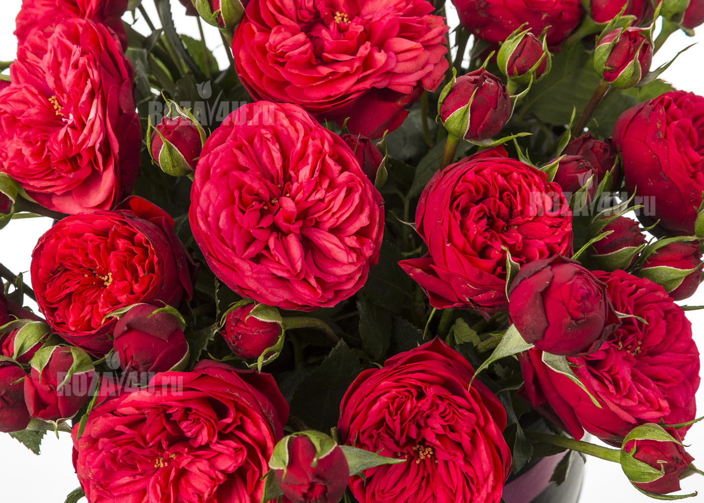 Пионовидные розы "Red piаno" в коробке