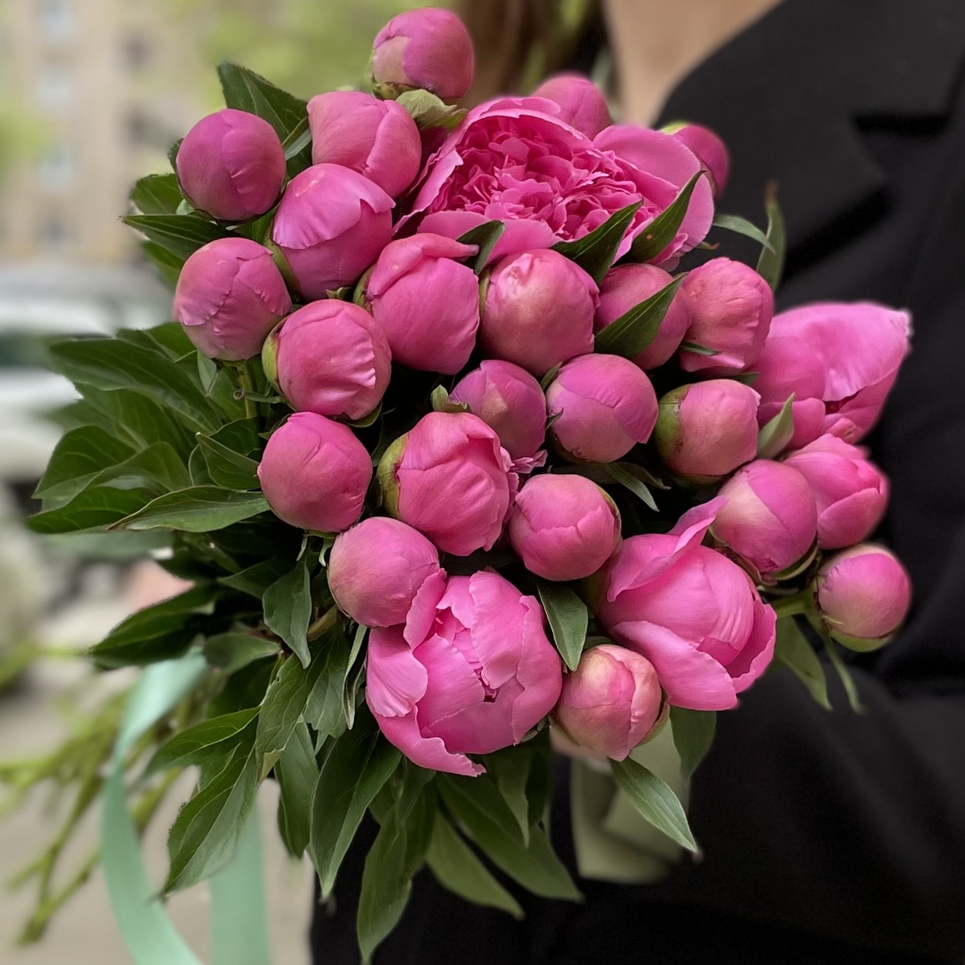 Яркие розовые пионы Голландия