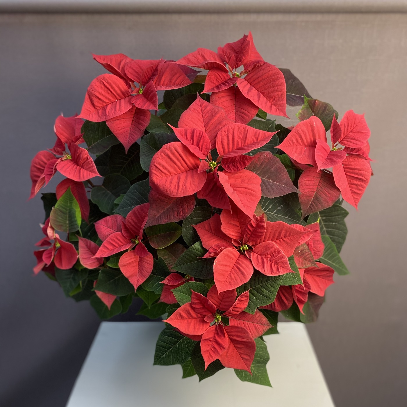 Большая красная Пуансеттия - Цветок Рождественская звезда