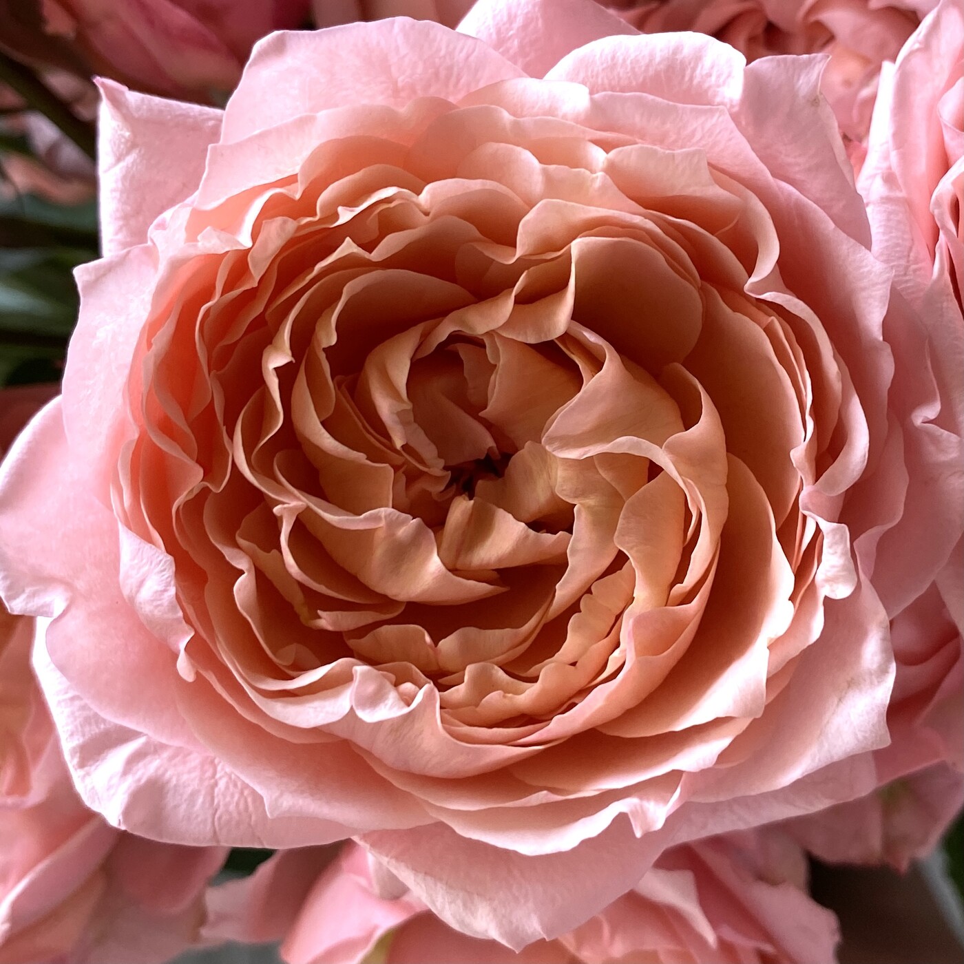 Кустовая роза Джульетта