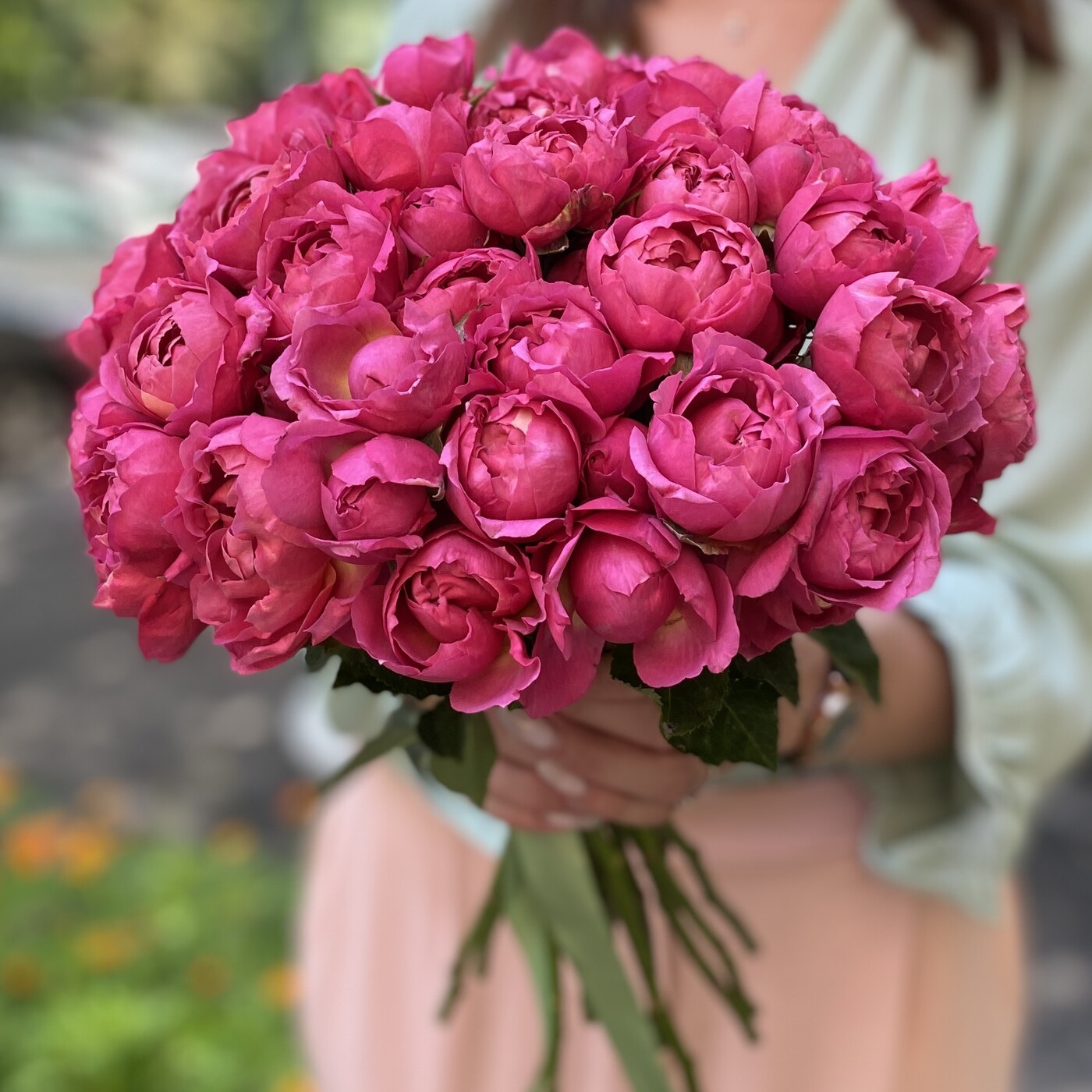 Кустовая ярко-вишневая роза Джульетта Серси
