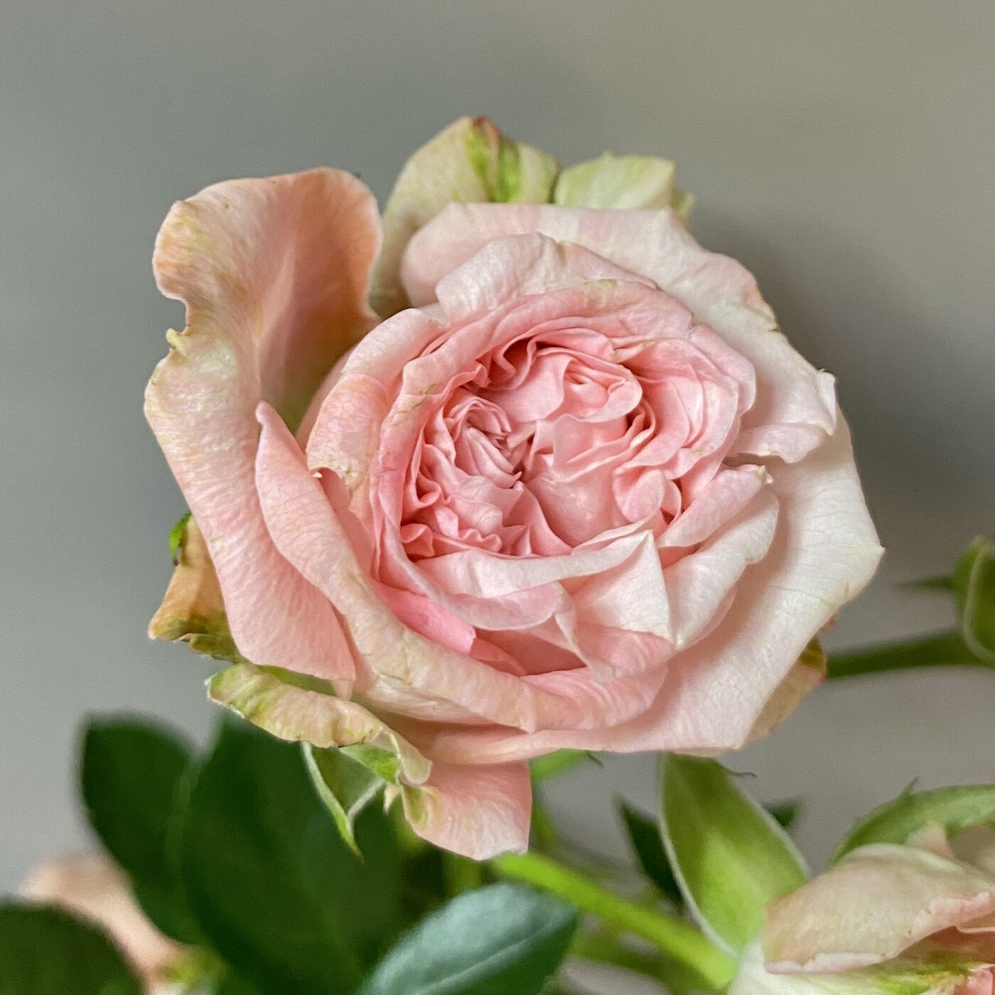 Кустовая роза Мадам Бомбастик