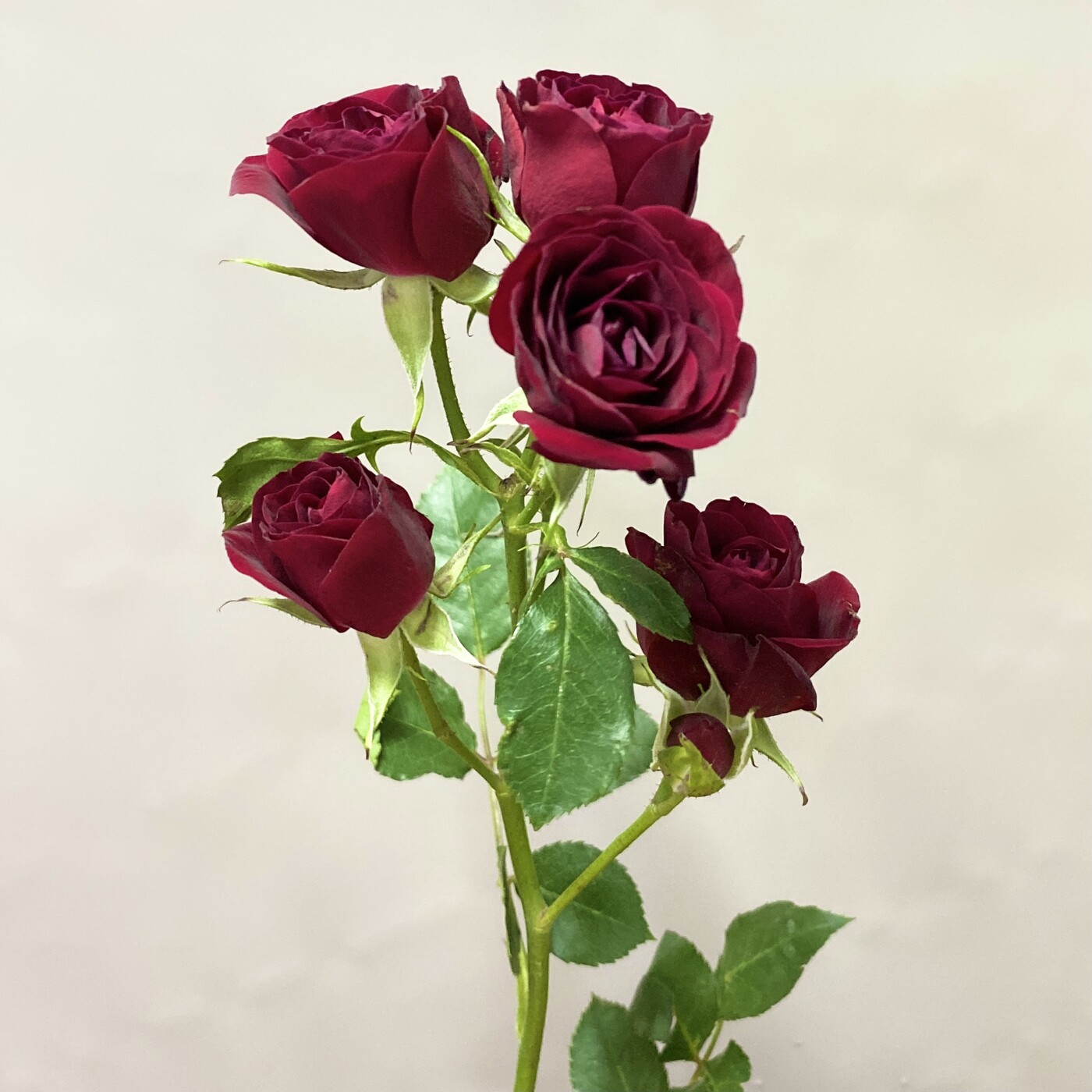 Кустовая роза Рубикон