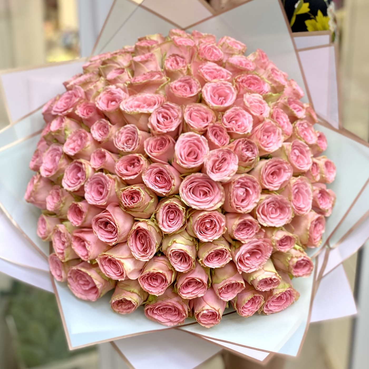 101 пионовидная роза Софи Лорен