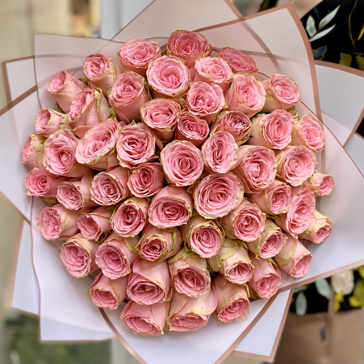 51 пионовидная роза Софи Лорен
