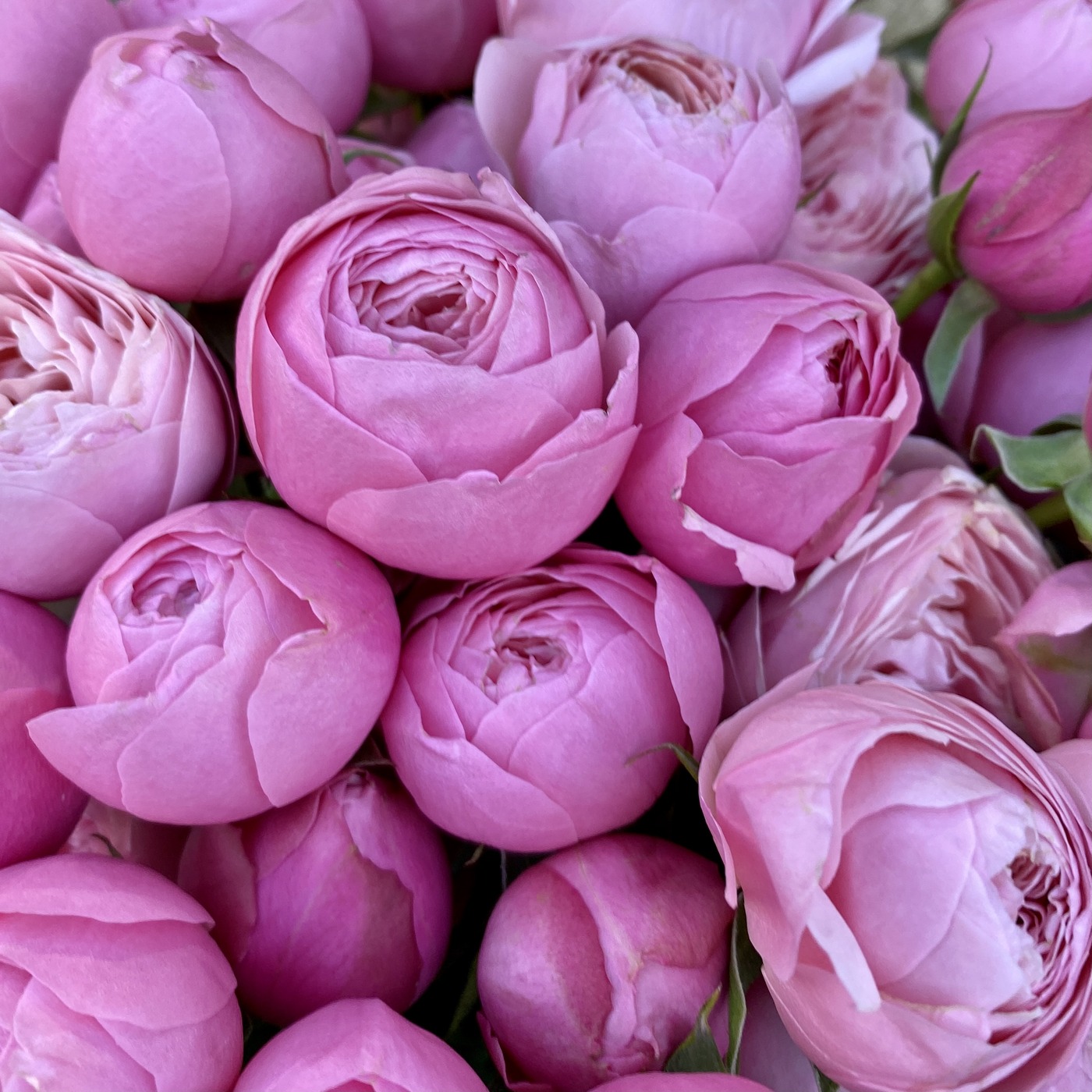 Букет из розовых пионовидных роз 50см