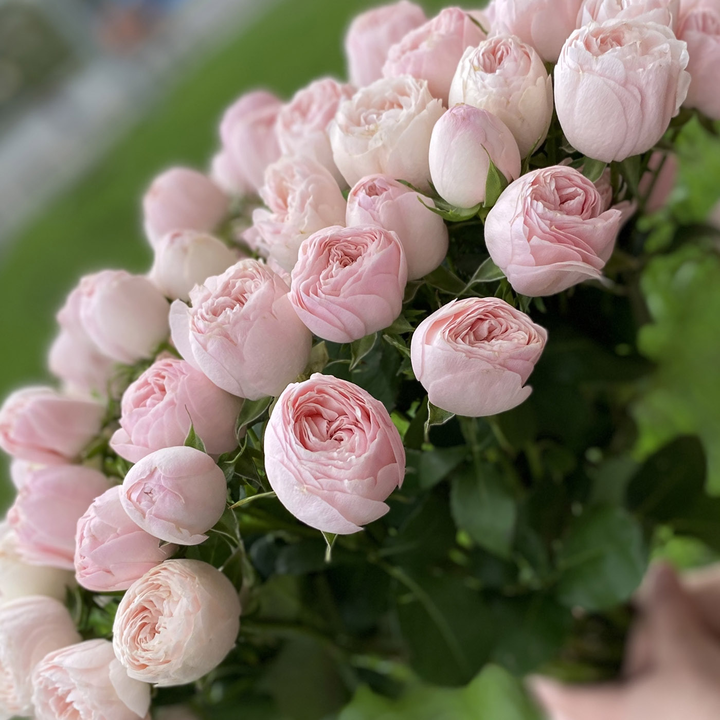 Кустовая пионовидная роза Мансфилд парк