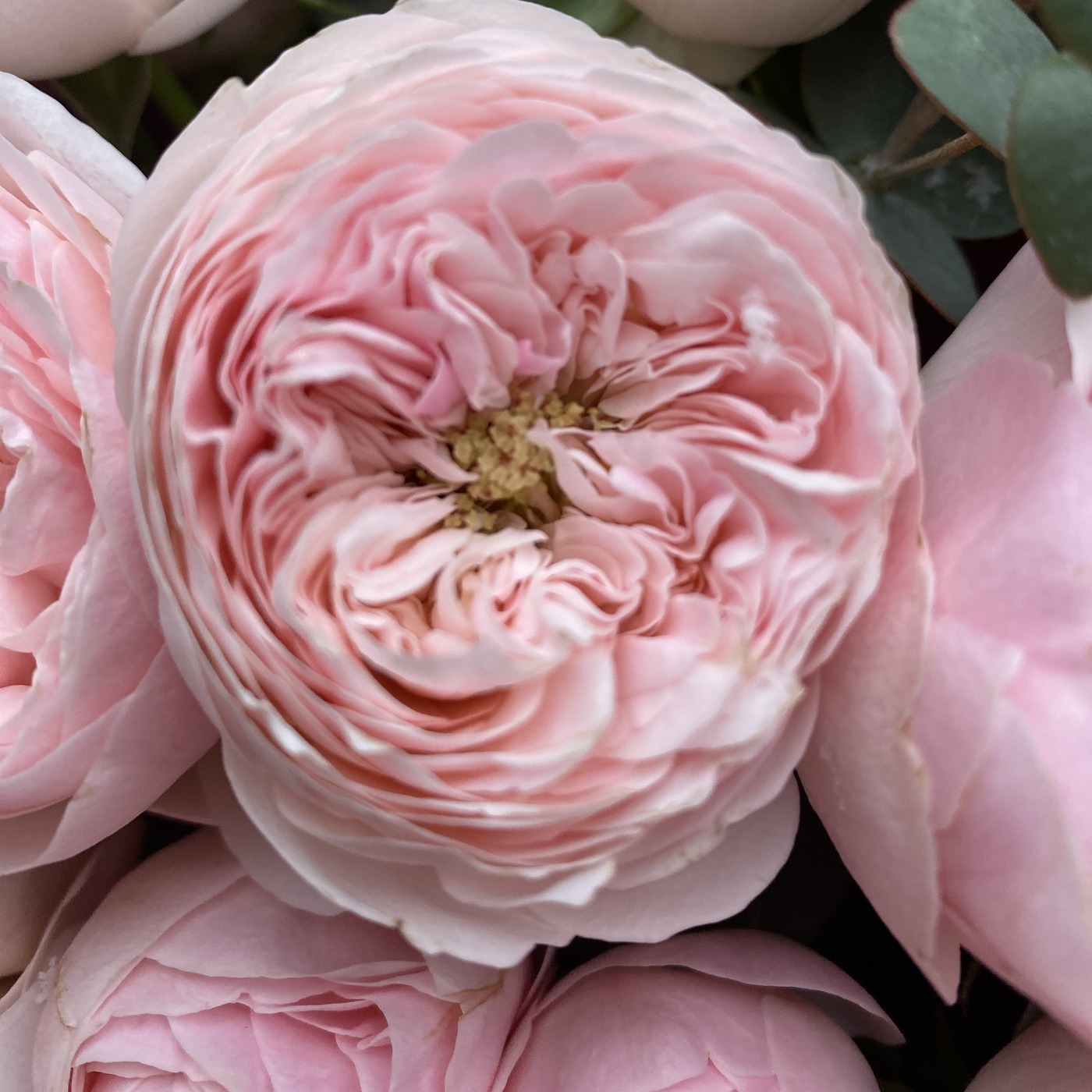 Пионовидная роза Мансфилд парк с эвкалиптом