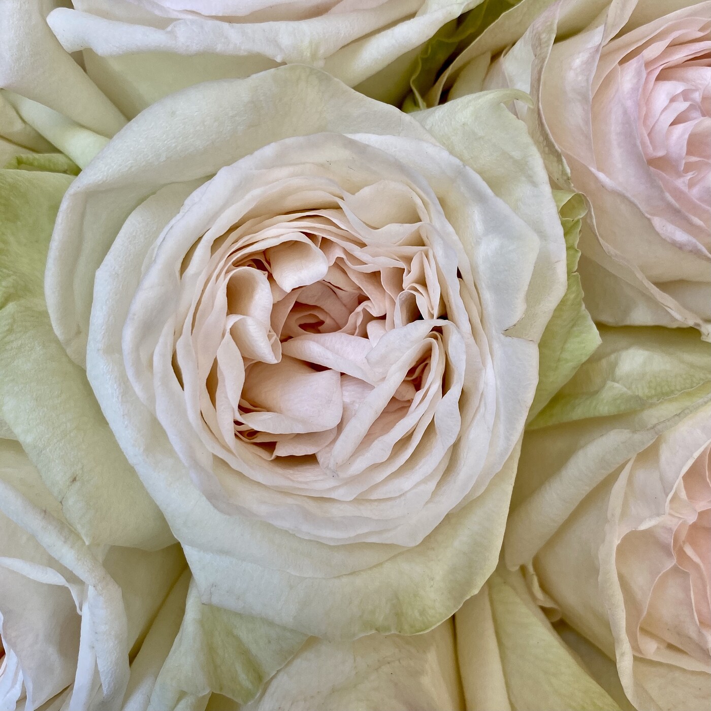 Пионовидная роза White Ohara