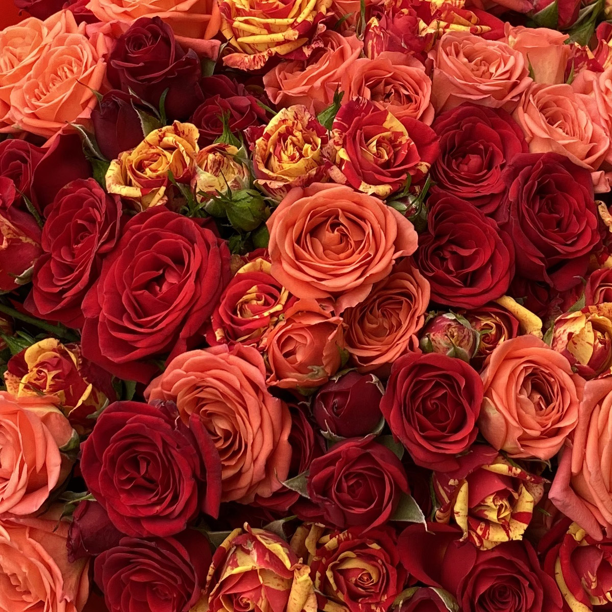 Фейерверк из 25  кустовых роз