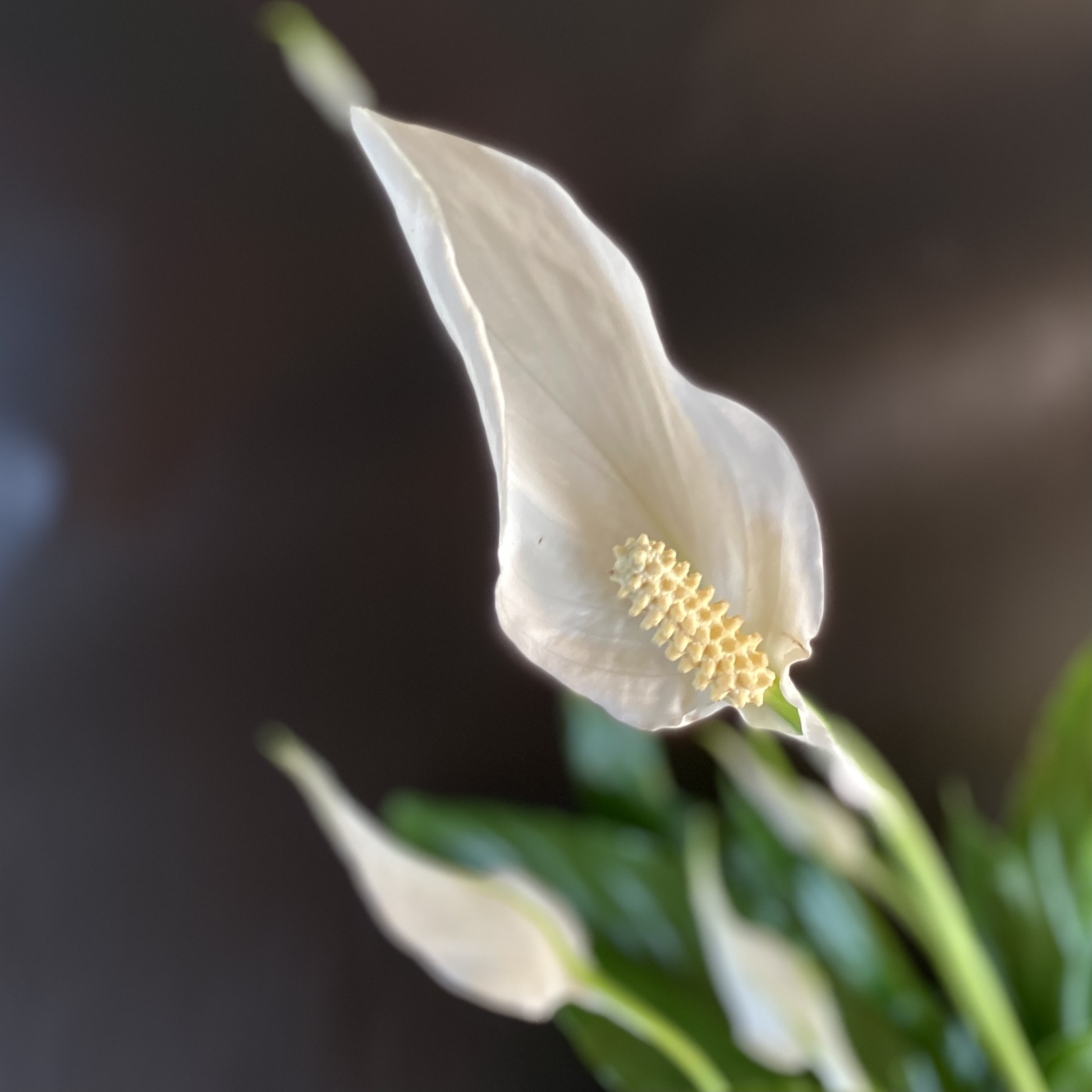 Корзина с горшечными растениями Райский сад