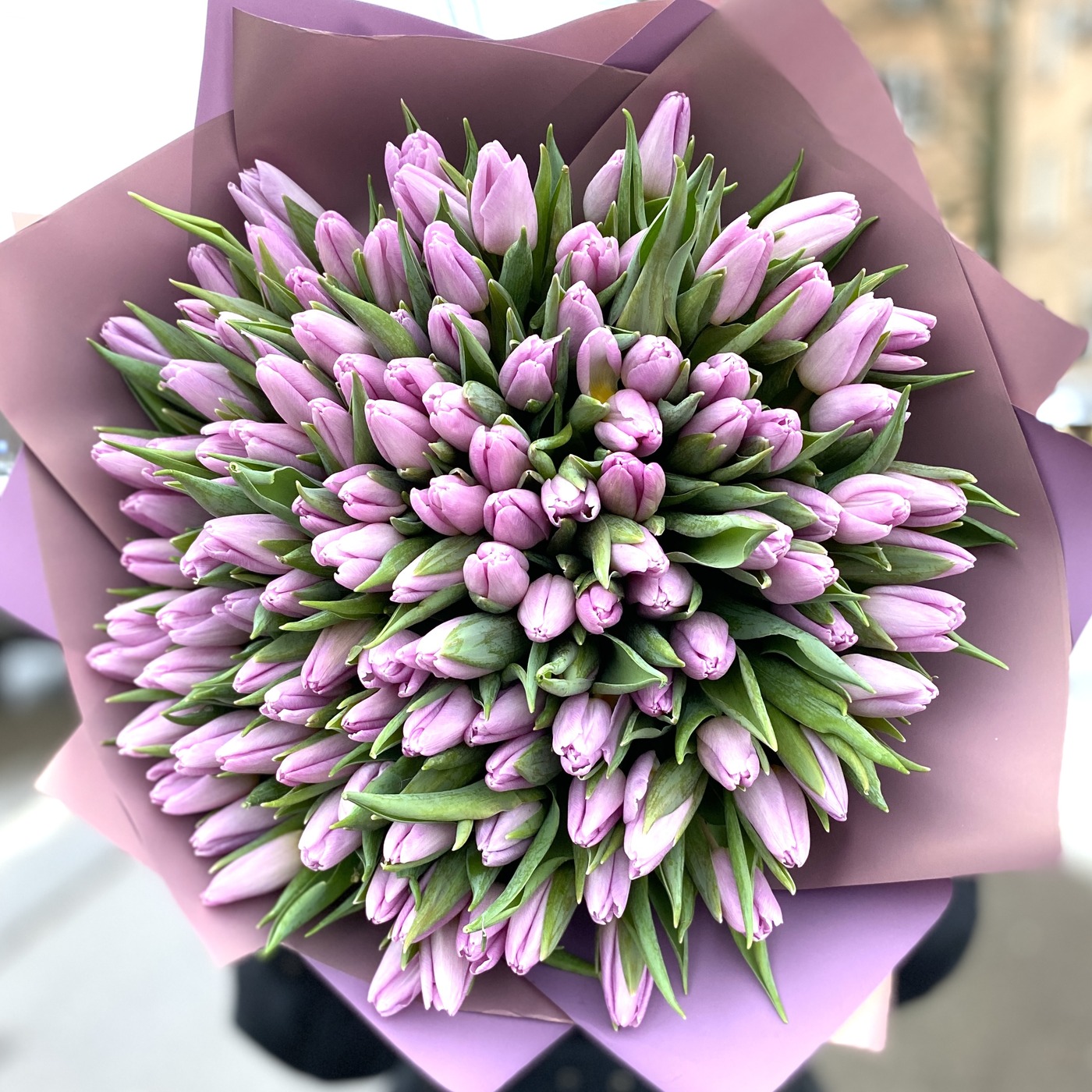 101 лиловый тюльпан