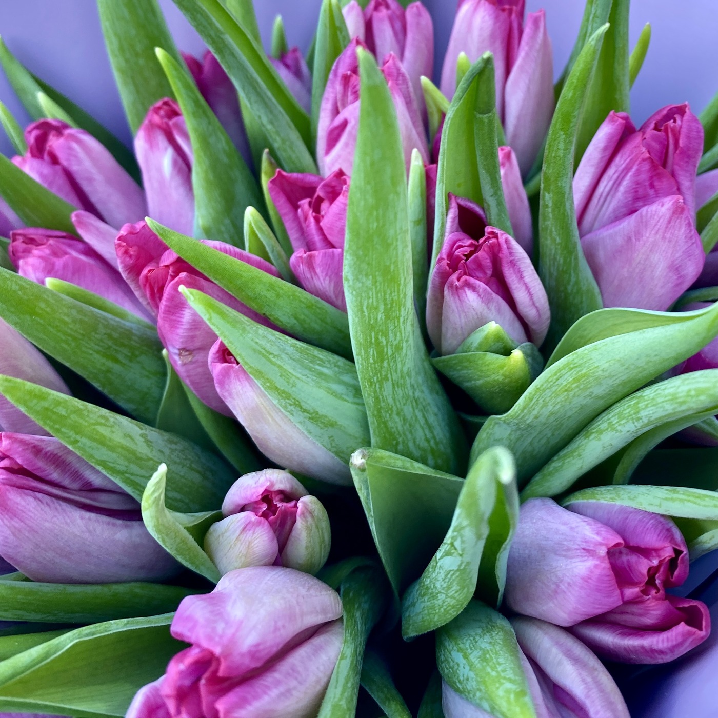 25 бело-фиолетовых тюльпанов