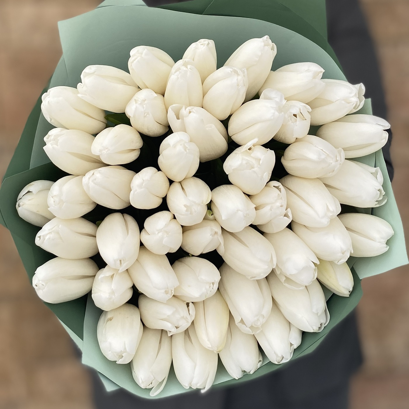 51 белый тюльпан