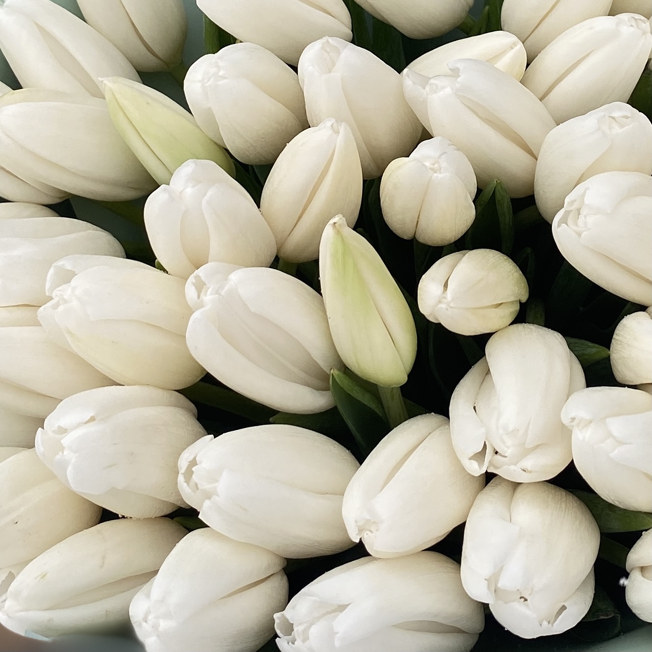 51 белый тюльпан