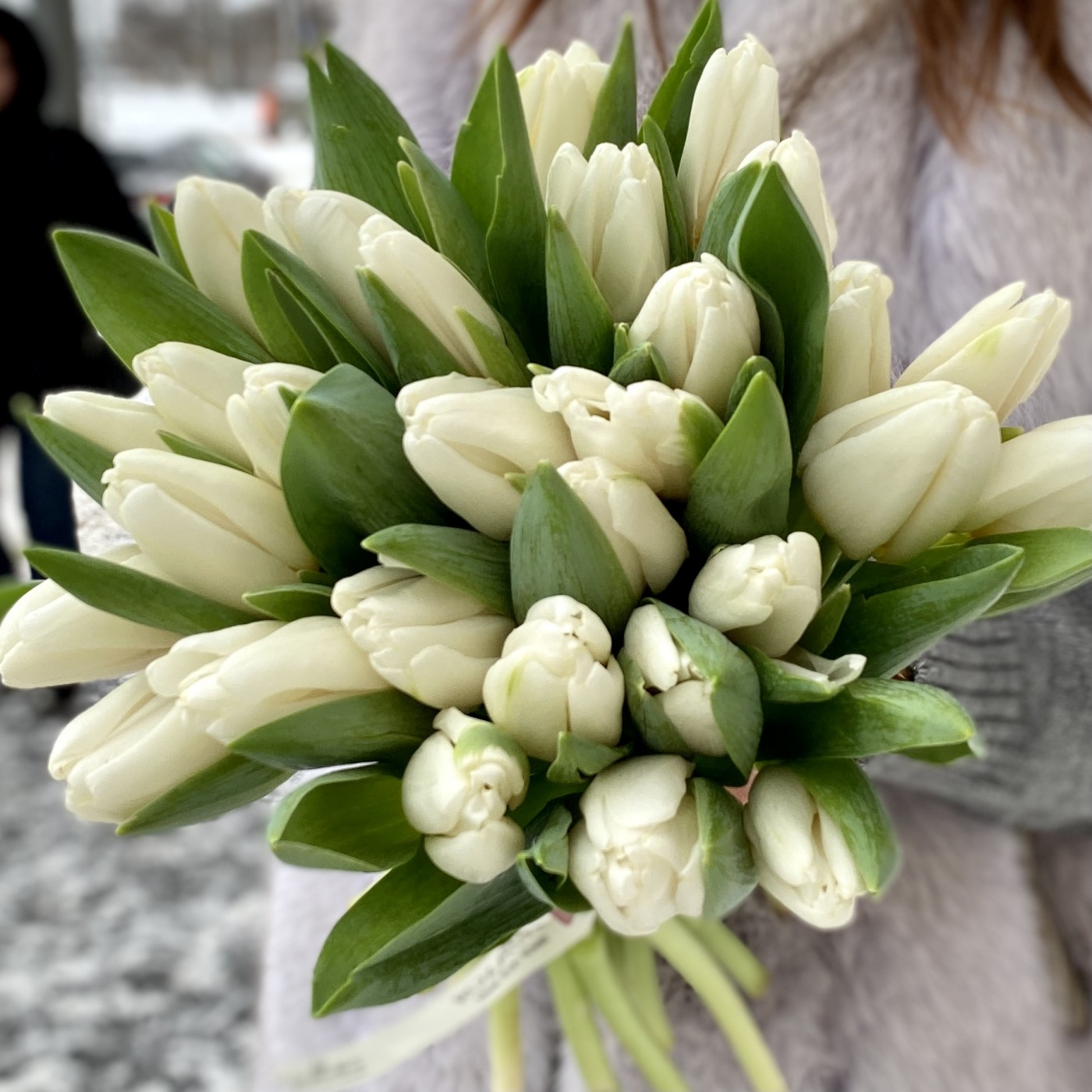 Тюльпан Белый (Antarctica. Tibet)