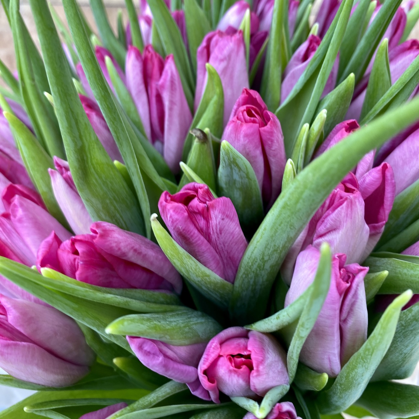 Тюльпан бело-фиолетовый