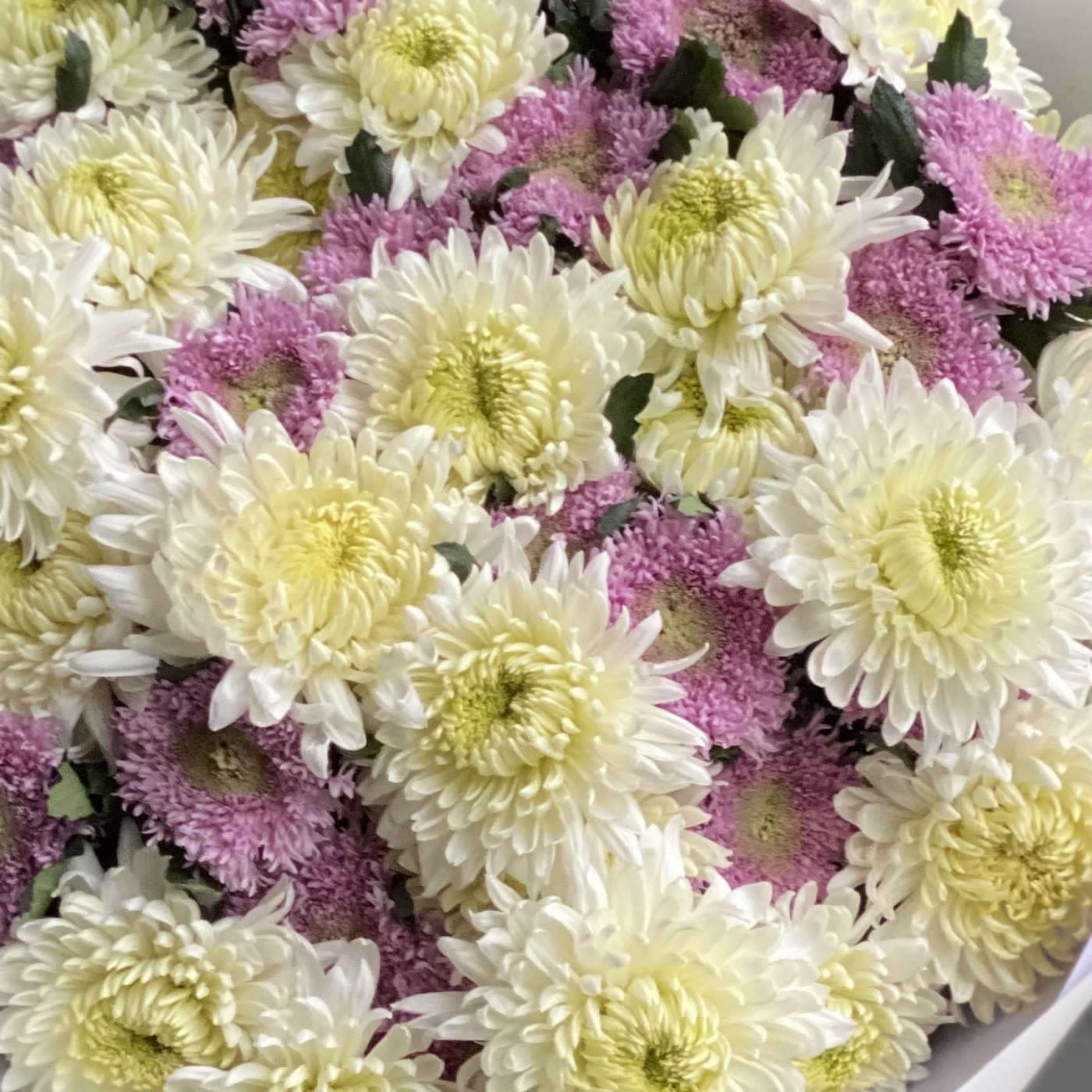 Букет из 51 белой и розовой хризантемы
